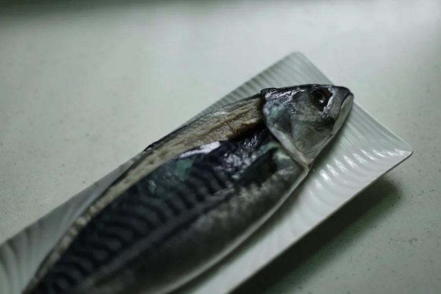 Jeju Mackerel
