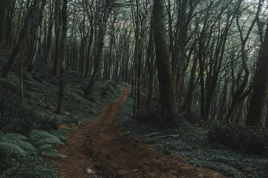 Jeju Olle Trail