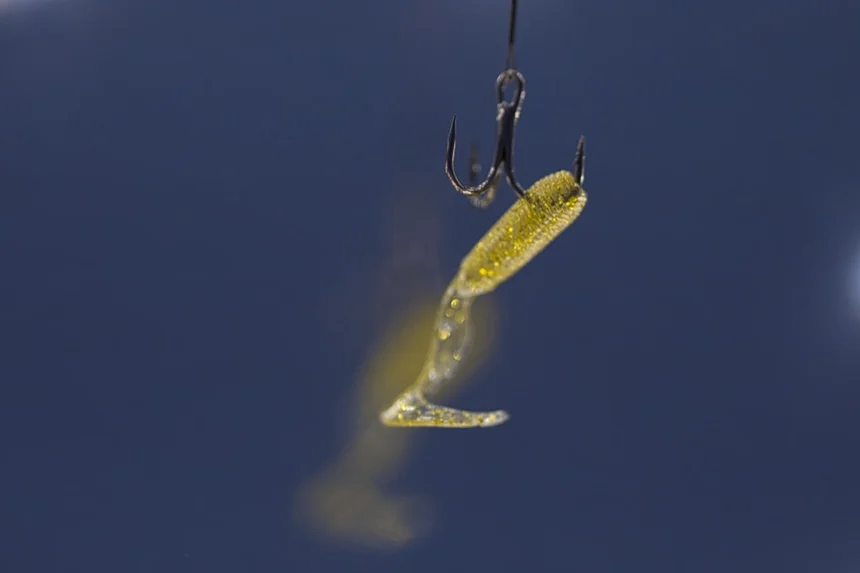 Jeju mackerel.