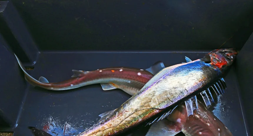 Jeju mackerel