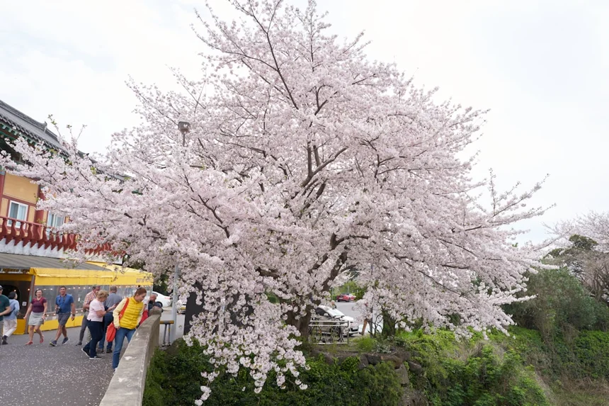 Jeju.