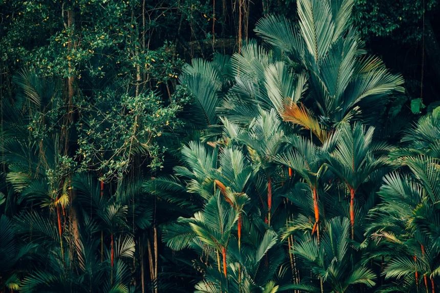 Jungle