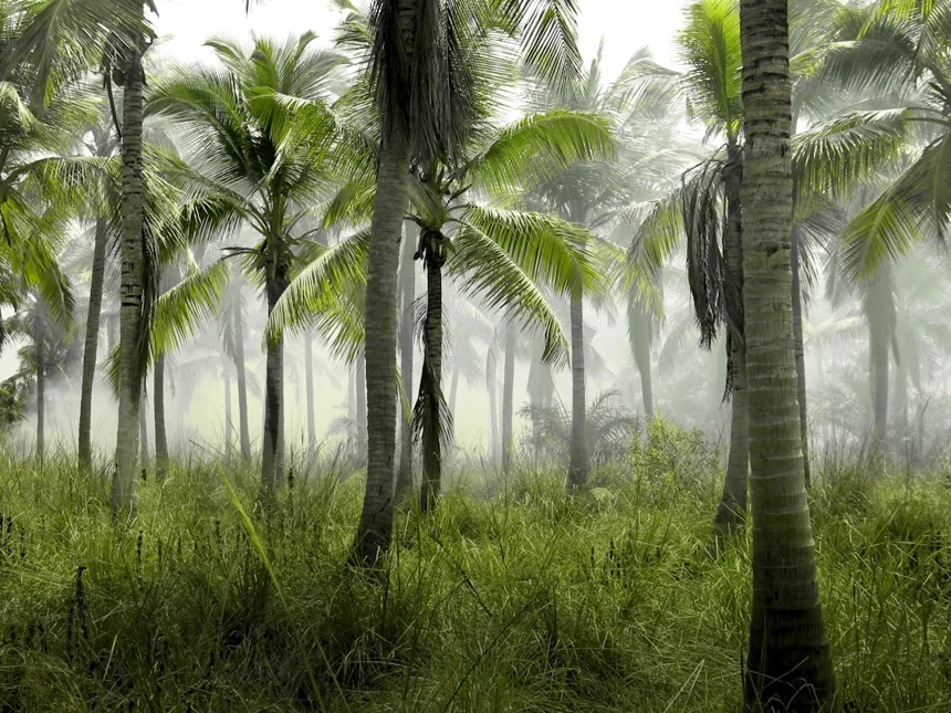 Jungle