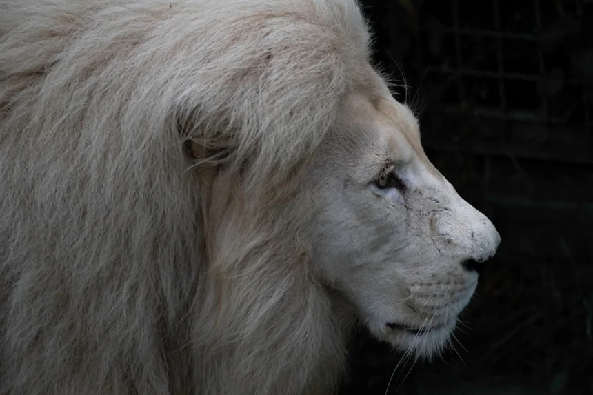 King.
