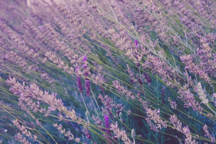 Lavender