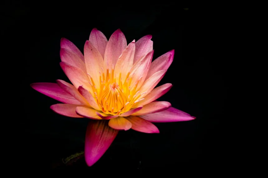 Lotus