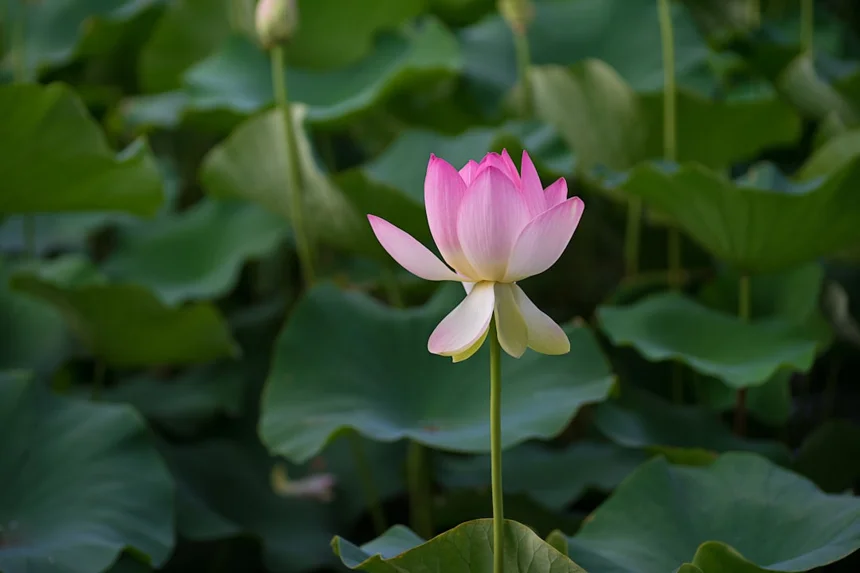 Lotus