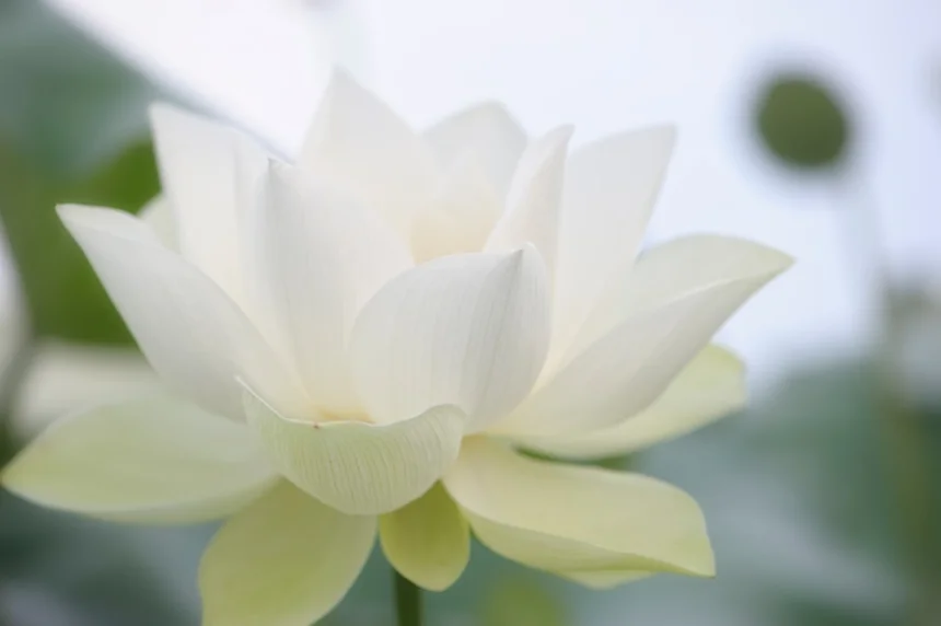 Lotus