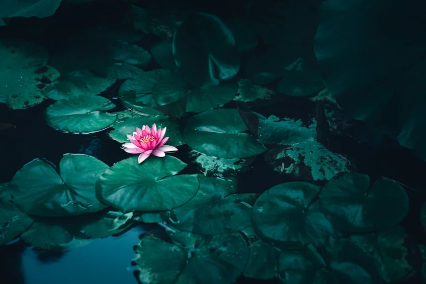 Lotus