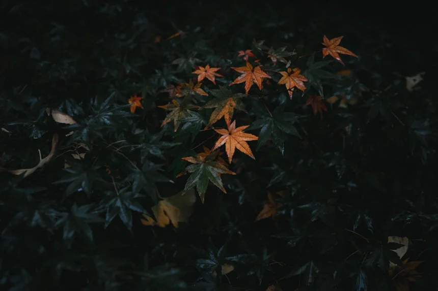 Maple.