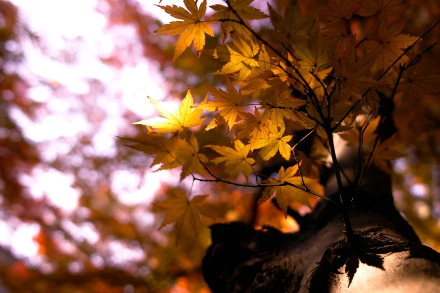 Maple.