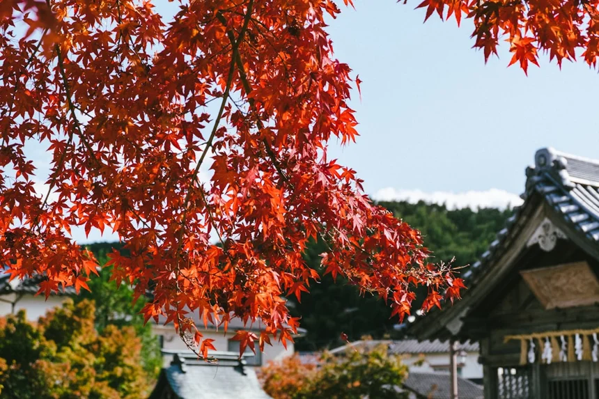 Maple