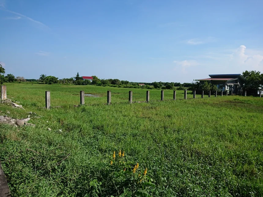 Marshland