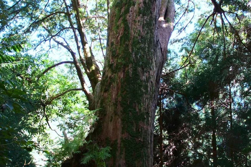 Metasequoia