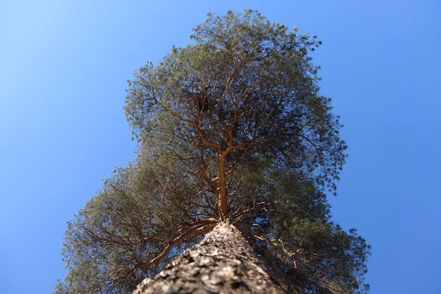 Metasequoia