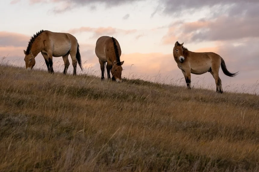 Mongolia