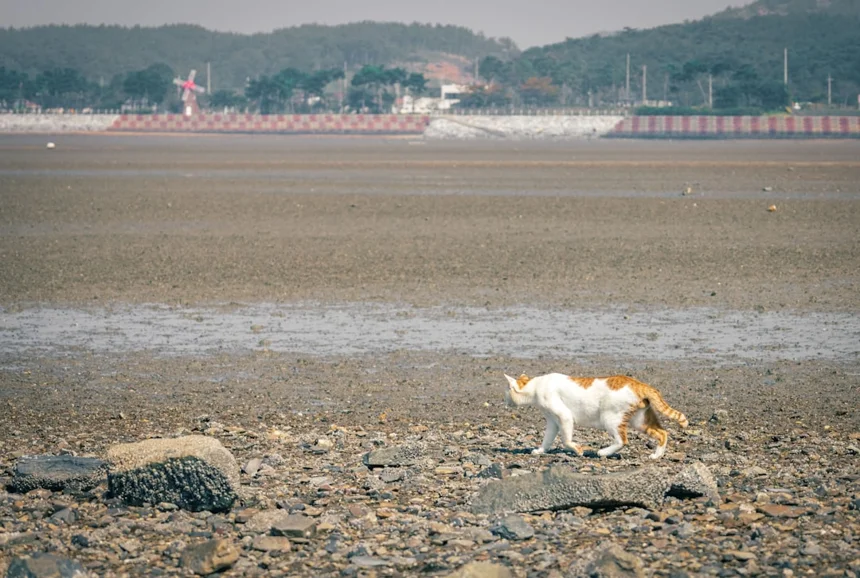 Mudflat.