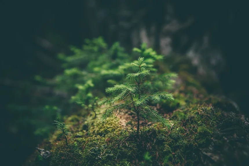Nature