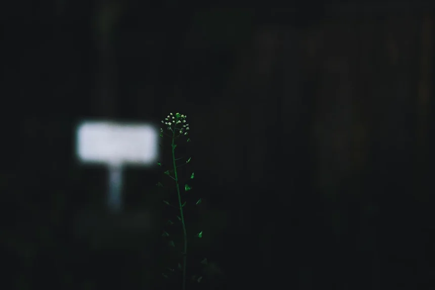 Nightview