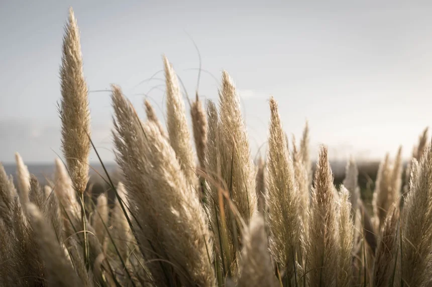 Pampas