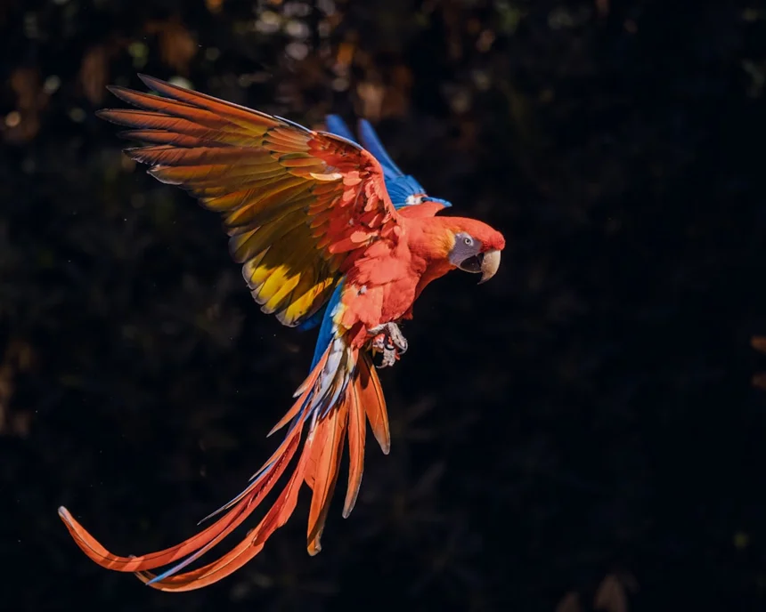 Parrot