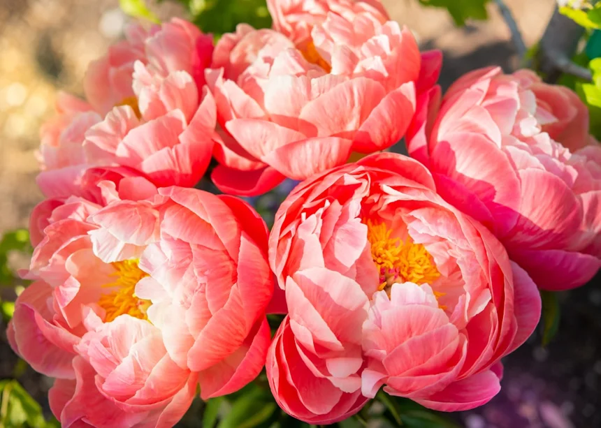 Peony