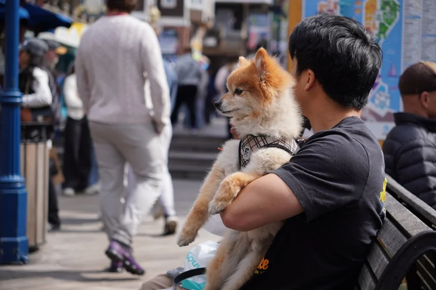 Pet-friendly