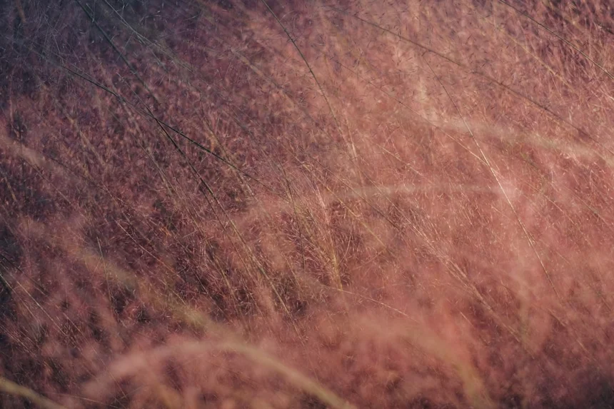 Pink Muhly