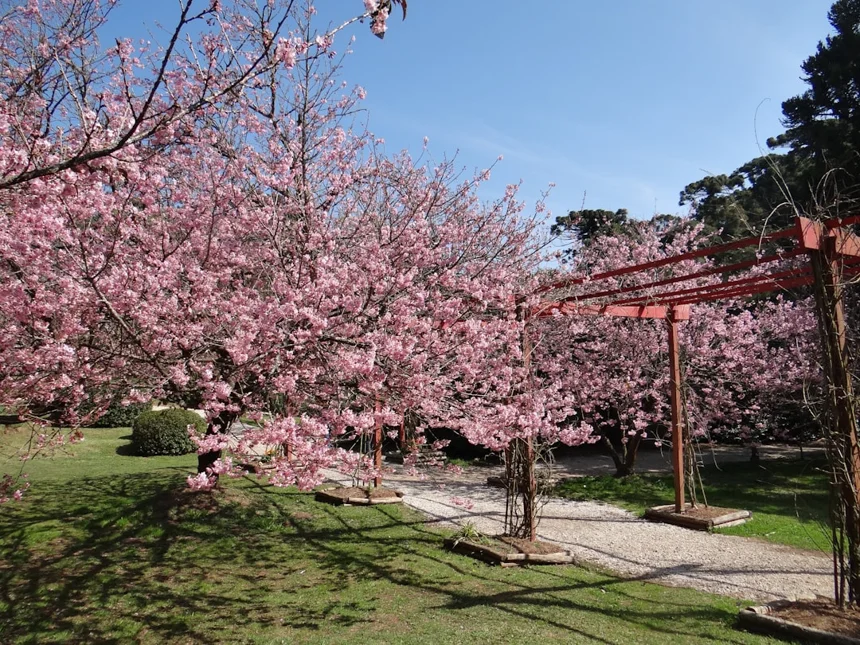 Plum Blossom Festival