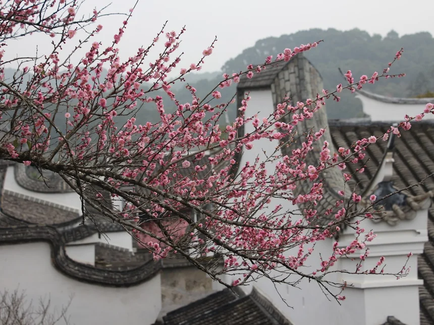 Plum blossom