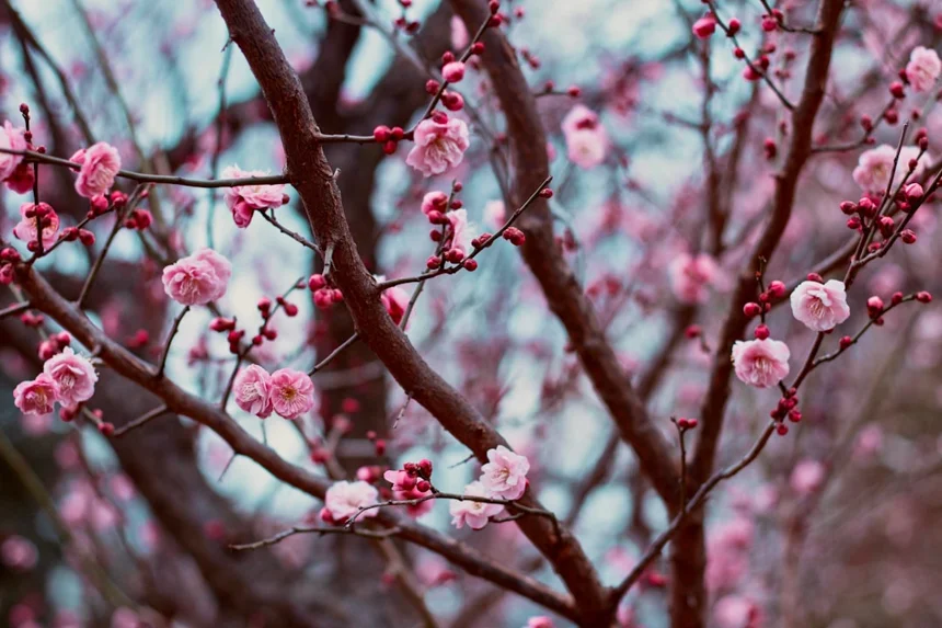 Plum blossom