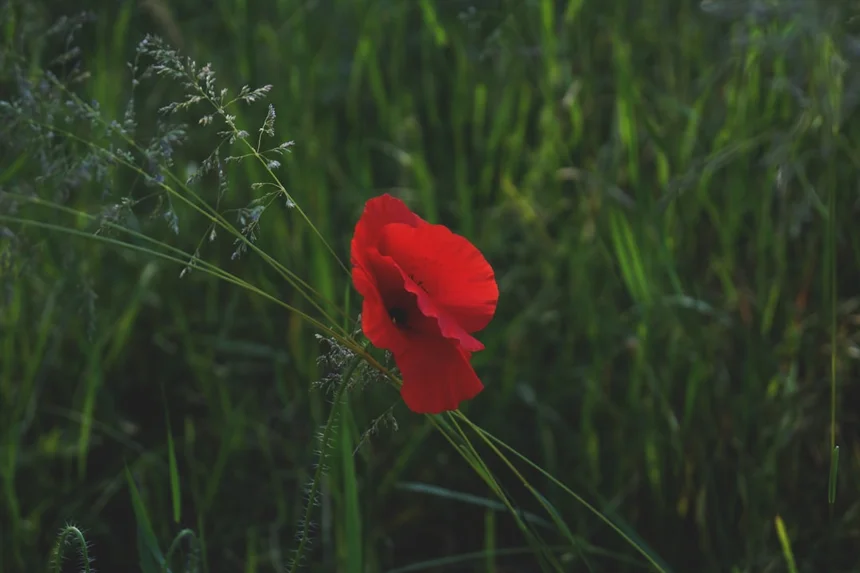 Poppy