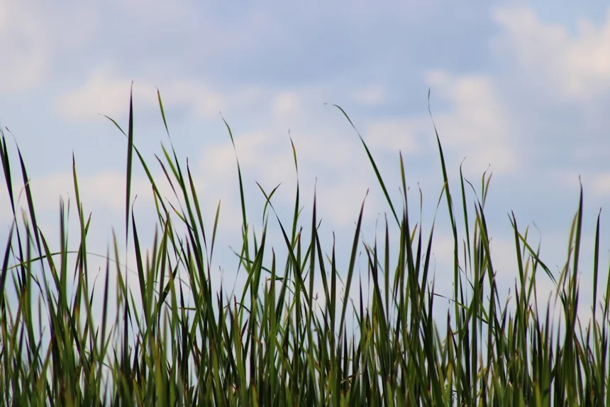 Reeds