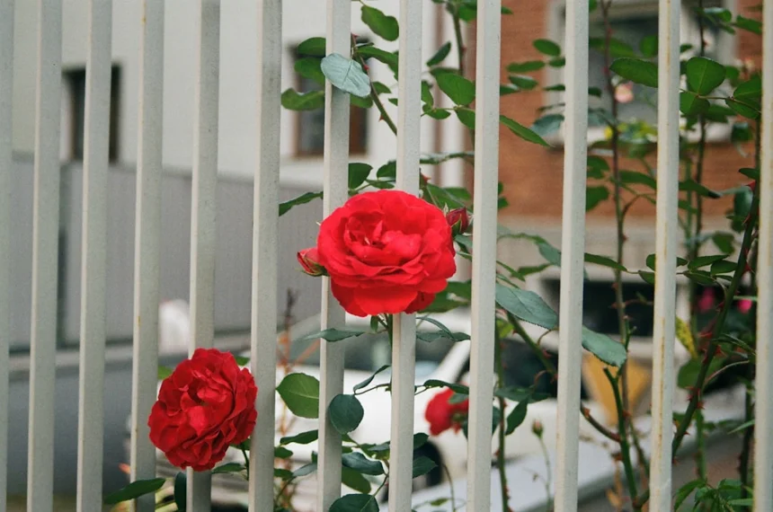 Rose Festival