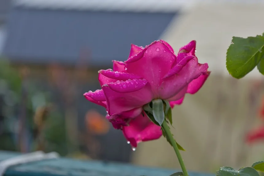 Rose Festival