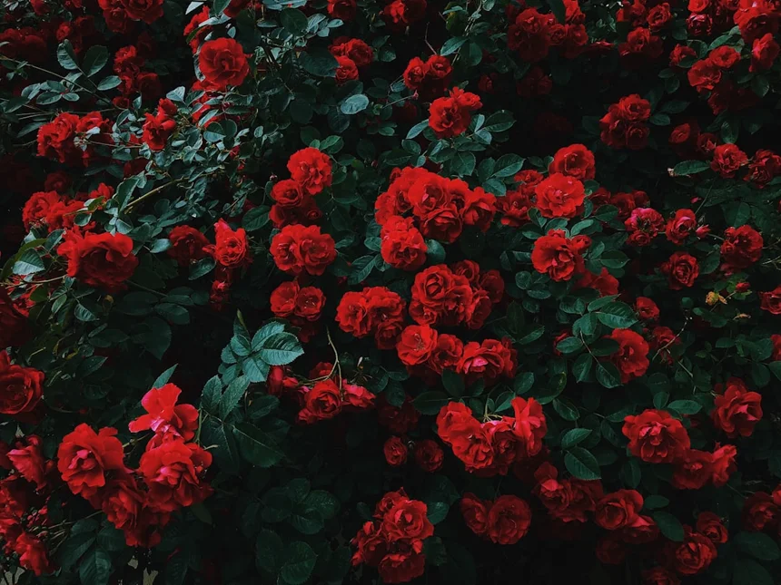 Rose