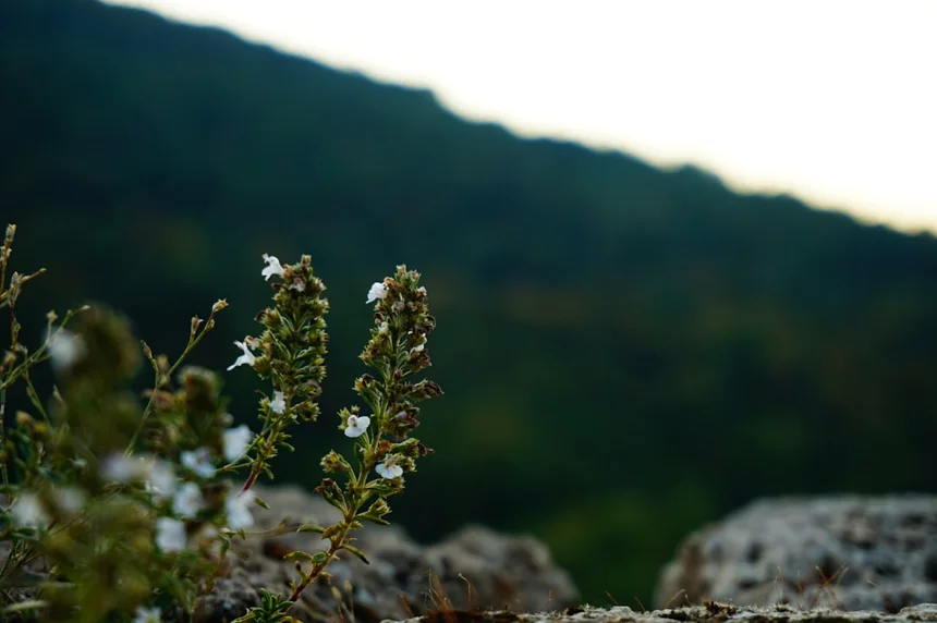 Scenic spots