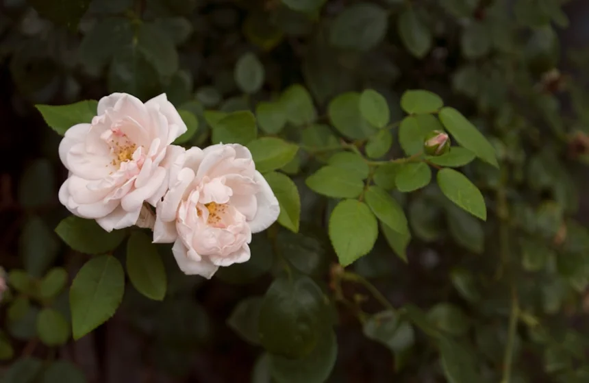 Secret Garden