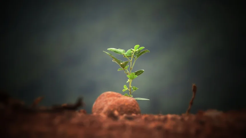 Seedling