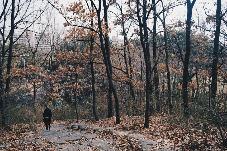 Seoul Forest