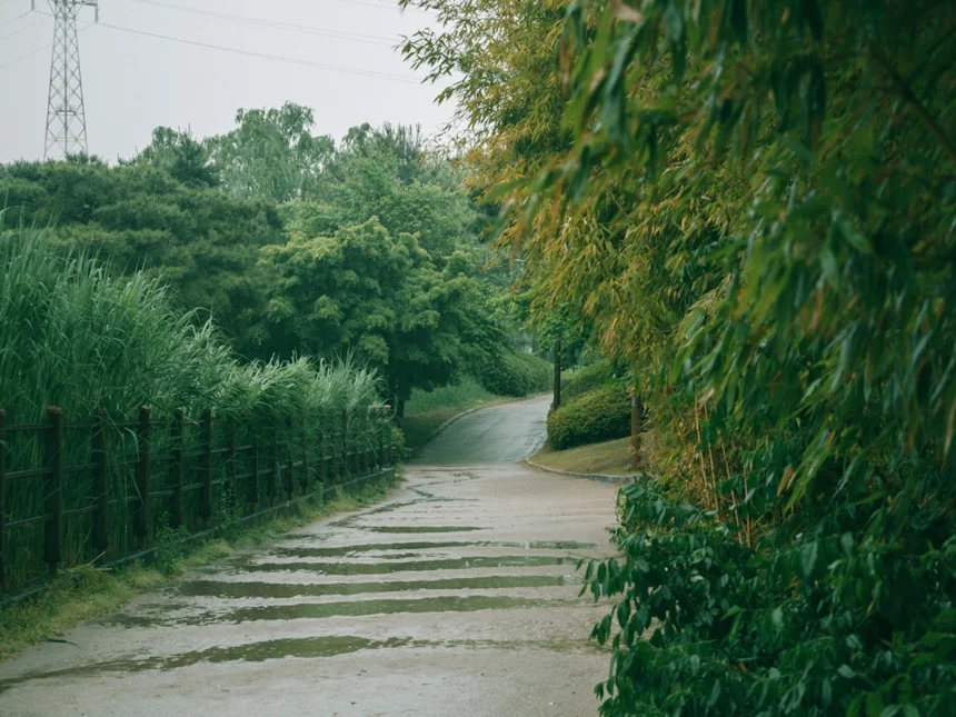 Seoul Forest