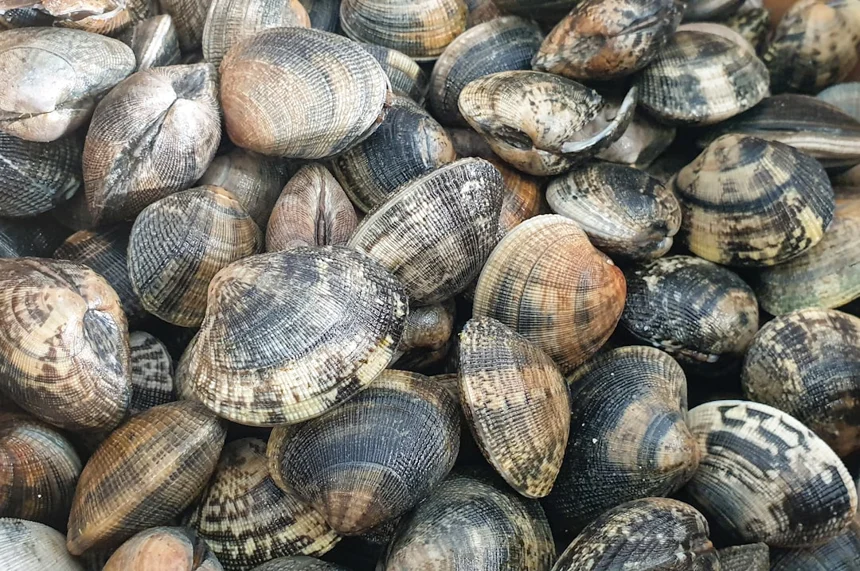 Shellfish