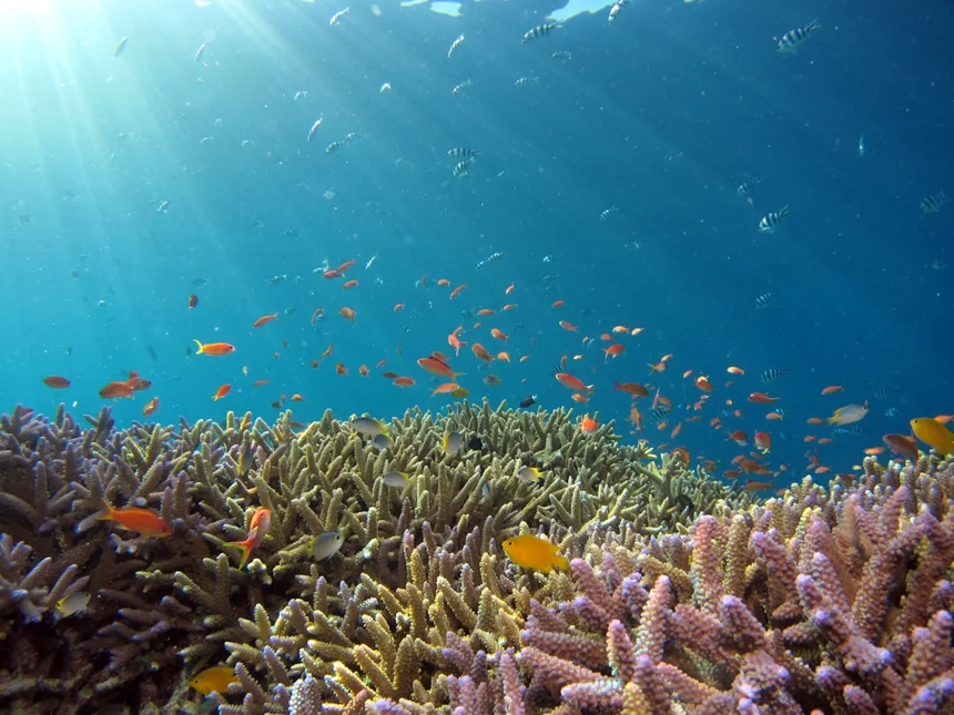 Snorkeling
