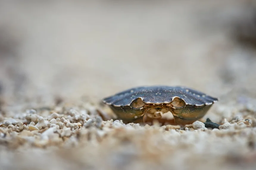 Snow crab