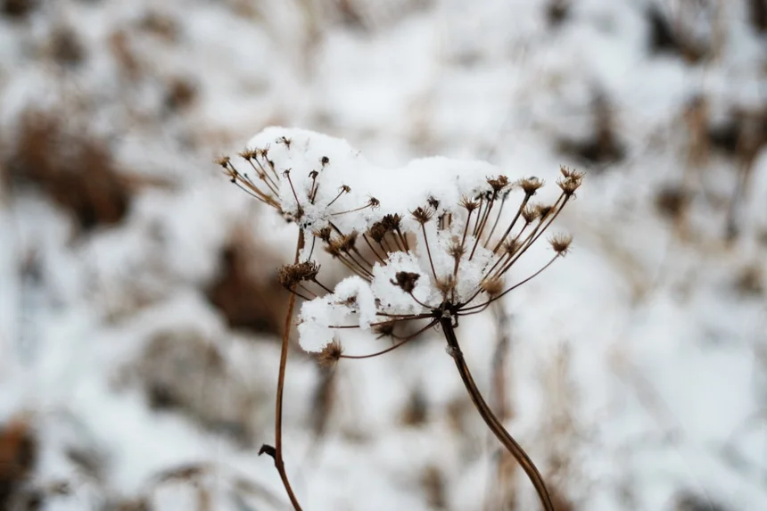Snowflower