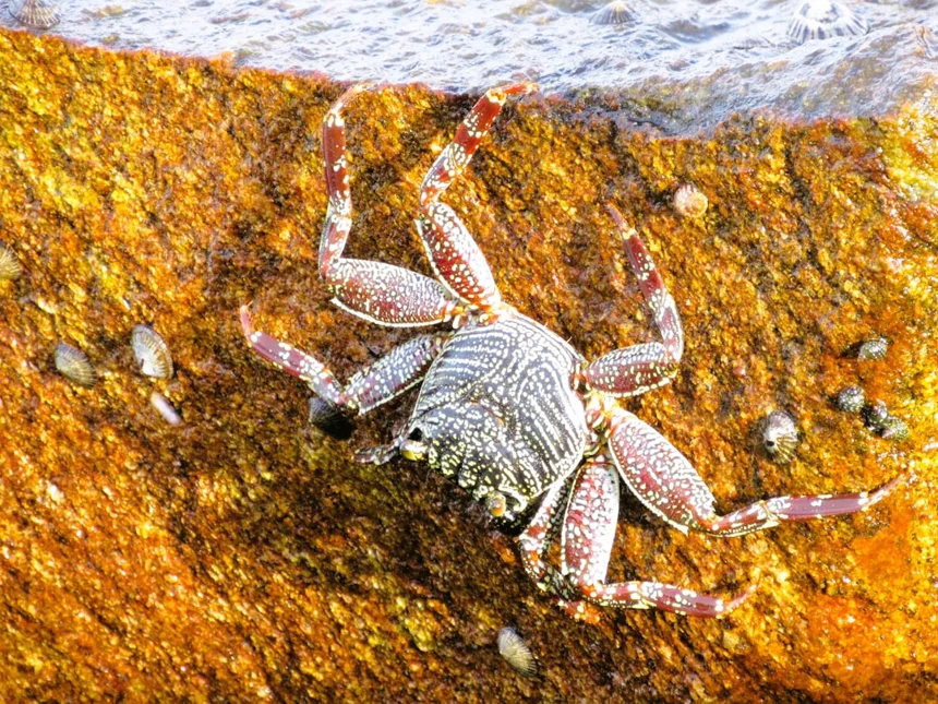 Sokcho Crab
