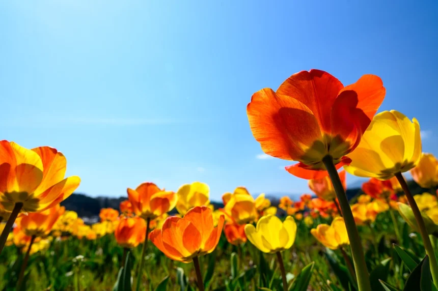 Spring flowers