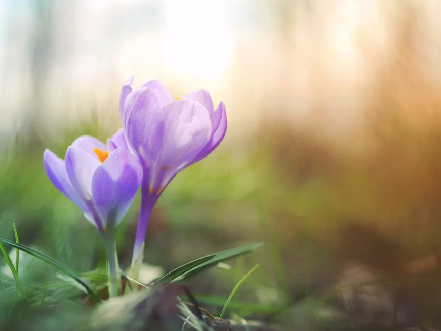 Spring