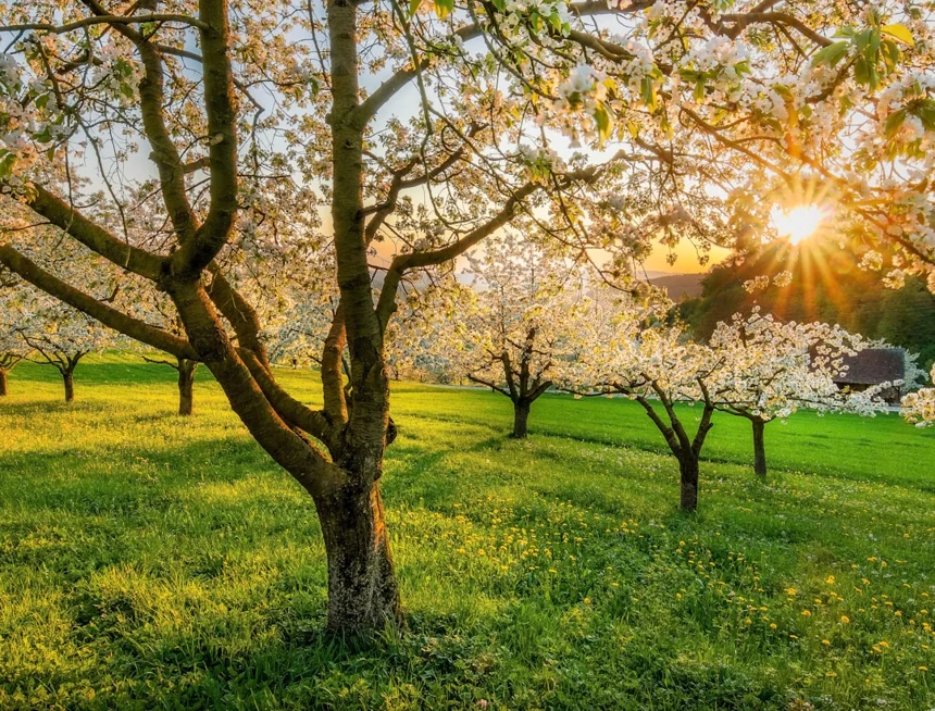 Spring