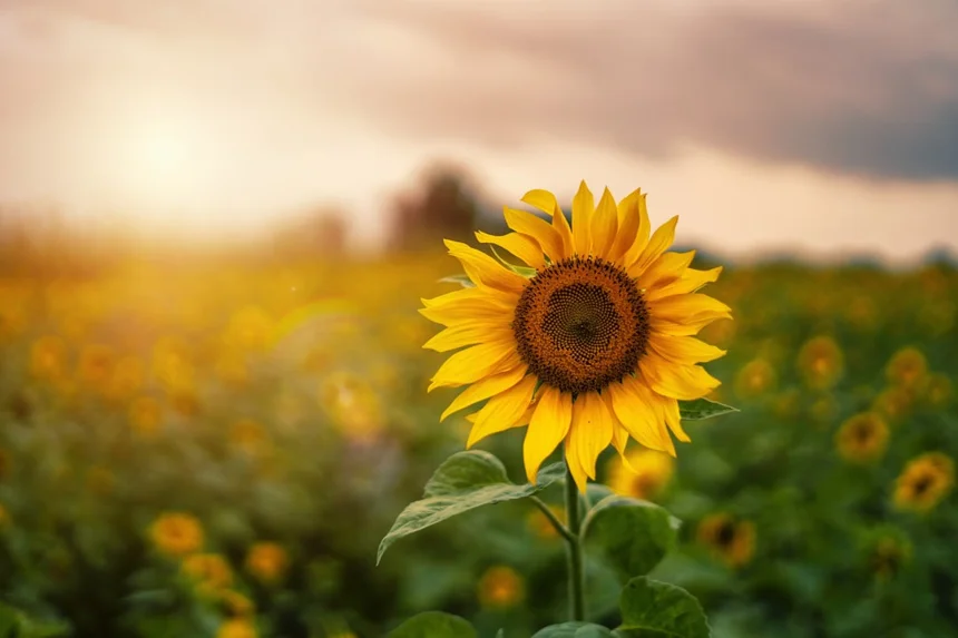 Sunflower